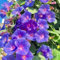 Bulbi Di Clematis Perenne A Piantagione Rampicante Per Esterni - Piante Di Clematis Resistenti Per Giardinaggio, Decorazioni Per La Casa-4 bulbi-G