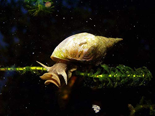 Lot de 2 grands escargots de bassin mange des algues fraîches froides et tropicales pour aquarium Lymnaea Stagnalis