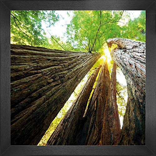 1art1 Wälder Poster Kunstdruck Bild und MDF-Rahmen - Baumstämme, Lichtblick Nach Oben (40 x 40cm)