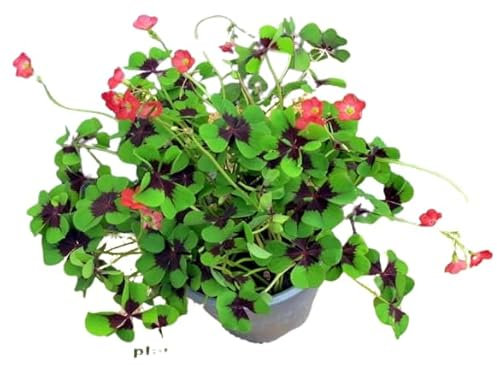 Trébol Cuatro Hojas Natural la Planta de la Suerte de la Temporada