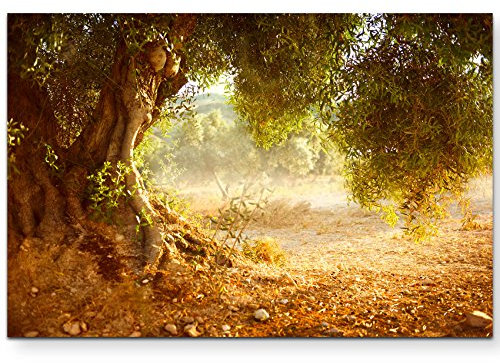 Paul Sinus Art Leinwandbilder | Bilder Leinwand 120x80cm großer alter Olivenbaum
