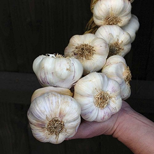 Garlic Seeds Corms Pack of 20 - 'Albigensian Wight' Garlic-Planting Now…