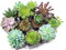 Pack 10 Atractivas Suculentas Plantas Naturales en Mini Macetas