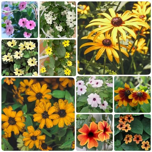 300 Pcs Schwarzäugige Susanne Winterhart Samen, Geschenke Für Gärtner, Herbstblumen Winterhart (Thunbergia Alata Bojer) Dachbegrünung Bodendecker Pflanzen Winterhart Winterlinge Gartenpflanzen
