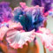 Iris Zwiebeln-Winterhart MehrjäHrig,Iris Knollen Mix,Iris Blumenzwiebeln,Iris Pflanze,Schwertlilien Winterhart Knoll,Iris Blumen,Bonsai Pflanze,Gartenblumen-15zwiebeln-a