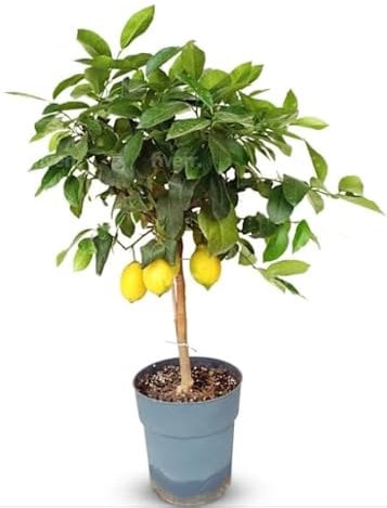 Sunny Tree Limonero Citrus Limon 90 cm 3 años de edad, compacto, ideal para casa y jardín, fácil de limpiar