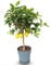 Sunny Tree Citrus Limon - Albero di limone, 90 cm, compatto, ideale per casa e giardino, facile da pulire