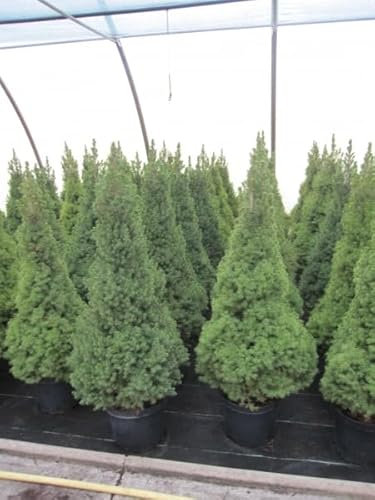 Picea glauca Conica - Zuckerhutfichte Conica - 80-100cm