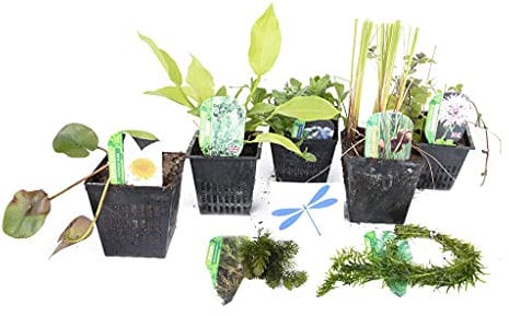 Lincolnshire Pond Plants Dragonflies & damselflies Pack Potted