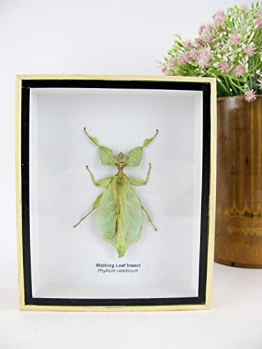 asiahouse24 Phyllium sicipholium (Blatt) - echtes und exotisches Insekt im 3D Schaukasten, Bilderrahmen aus Holz - gerahmt - Blatt 3D Box Taxidermy Abbildung sehr ähnlich