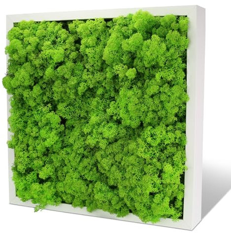 INMO Moosbild I Wandbild Mooswand mit echtem Moos (50x50) I Konserviertes Moosbild mit Holzrahmen 51cm x 51cm grün, Natur Wanddeko für´s Wohnzimmer, Büro, Praxis