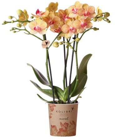 La Green Touch - Orchidea arancione e suo vaso - h35 cm, Ø9 cm - pianta da interno - vaso 9 cm, altezza 35 cm