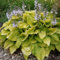 6x Funkie August Moon - Hosta ‘August Moon’ - Kleincontainer 9x9cm