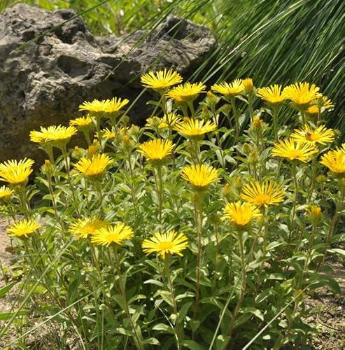 Behaarter Alant - Inula hirta - lebende Gartenpflanze aus den Baumschulen