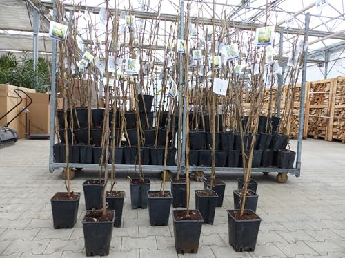 gruenwaren jakubik Kiwi-set-Hayward/Tomuri-130-150cm,Actinidia,Ranke,Strahlengriffelgewächse