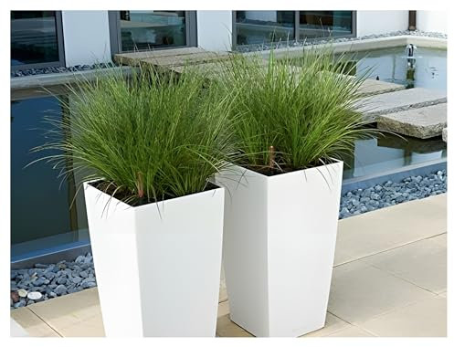 1 x Carex howardii 'Phoenix Green' im 1 Liter Topf (Ziergras/Gräser/Winterhart/Mehrjährig/Immergrün) Grüne aufrechte Segge - Kraftvolles Grün für stilvolle Beete - von Stauden Gänge