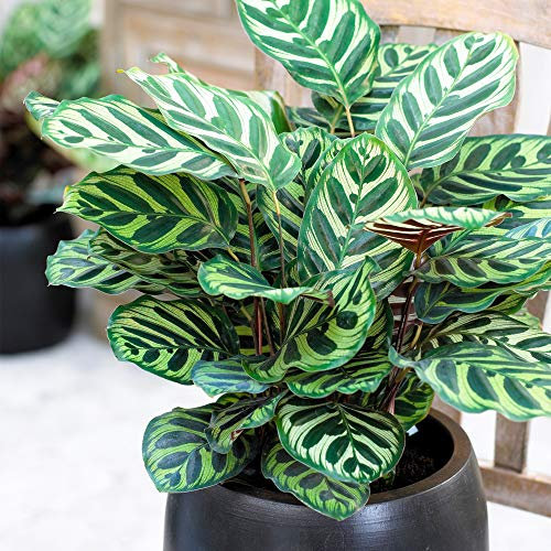 Calathea Makoyana Premium Indoor Lush Peacock Houseplant Gift 30-40cm with Pot