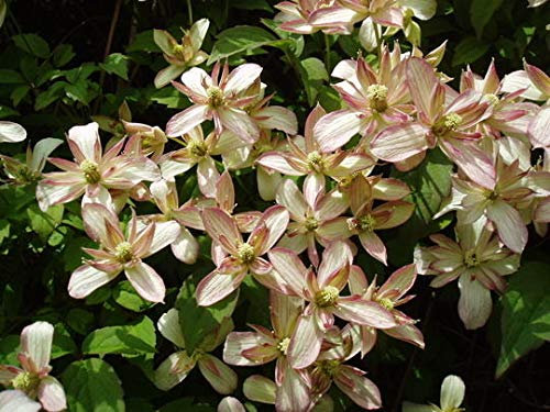 Clematis Montana Marjorie Climber Rapida Crescita
