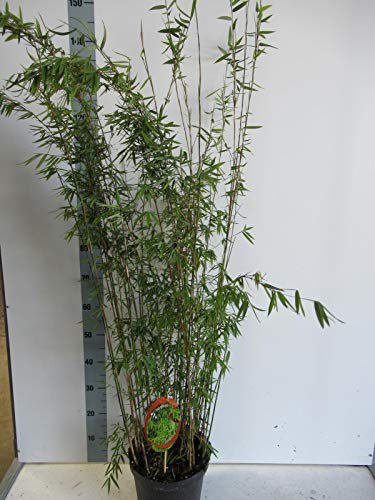 Fargesia nitida 'Black Pearl' C5-5 Liter - Schwarzer Schirmbambus