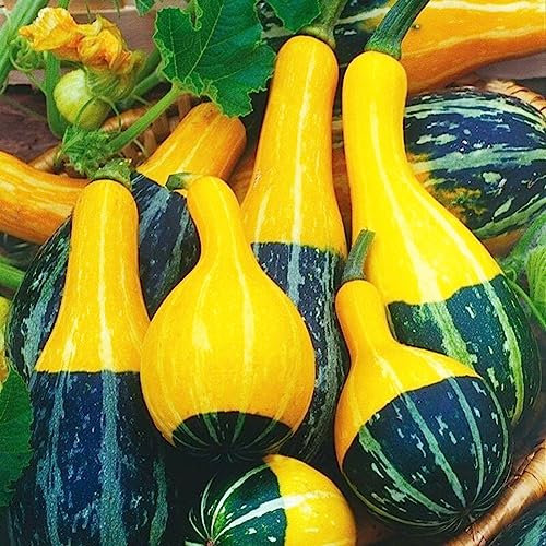 Generic Semillas de calabaza, 10 piezas Bicolor Pera Calabaza Semillas de calabaza Hogar Jardín Patio trasero Planta de vid Decoración Semillas De Calabaza De Pera