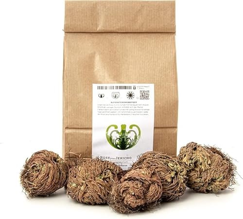 YAKEBA Rose by Jericho Miniature Selaginella Lepidophylla Economy Set 5 Pieces XS Perfect Indoor Plants as Decoration or Terrarium / DIY Bottle Garden Accessories