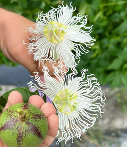 BALDUR Garten 1x Winterharte Passionsblume Cooltropics® 'Snowstar®' | Pflanze im 2-Liter Containertopf, exotische weiß-blaue Blüten, lange Blütezeit, Blickfang, winterhart & pflegeleicht