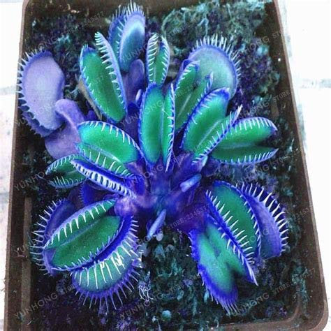zumari Venus Fliegenfalle mit Clip, Blau, 20 Stück
