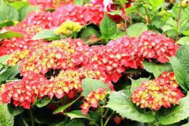 5 pezzi di semi di albero di pistacchi