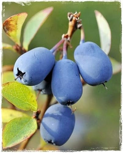Pianta di Mirtillo Siberiano LONICERA KAMTSCHATICA ‘BLUE VELVET’ in vaso Ø 17 cm h. 50/60 cm