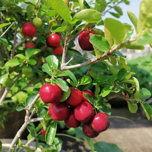 50 pcs Acerola Samen, Acerola cherry, exotische früchte, hochbeet balkon (Malpighia emarginata) exotische pflanzen, garten hochbeet säulenobst winterhart, samen säulen obstbäume, pflanze