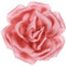 PATIKIL Broche en Satin de Soie en Forme de Fleur 4, Grande Broche de Pivoine Florale pour Femmes pour Mariage, Fête d'Anniversaire, Vêtements, Chapeau et Sac, Rouge Pastèque