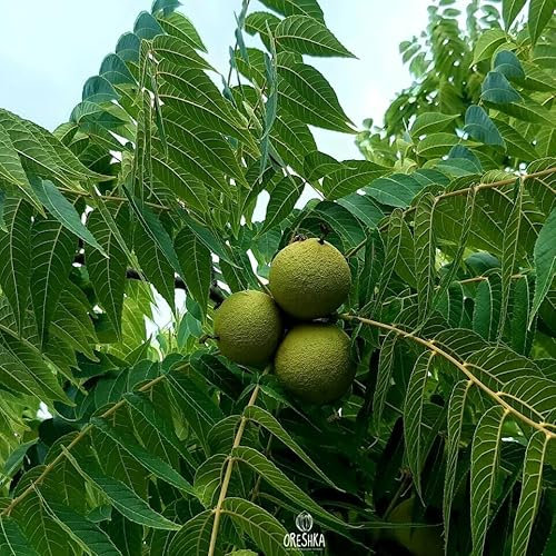 Juglans nigra 5 PCS Fresh Seeds Nuts, Eastern American Black Walnut, Black Walnut Tree Seeds, Northern Black Walnut, Organic Seeds, Non GMO