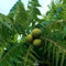 Juglans nigra 5 PCS Fresh Seeds Nuts, Eastern American Black Walnut, Black Walnut Tree Seeds, Northern Black Walnut, Organic Seeds, Non GMO