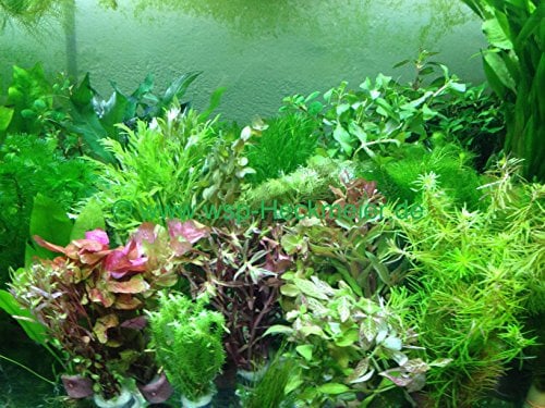 70 schnellwachsende Aquariumpflanzen Wasserpflanzen gegen Algen im Aquarium
