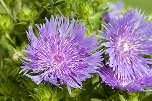 Stokesia laevis 9x9 cm Topf – Mehrjährig, Pflegeleicht – Stokes-Aster – Staude für Beet & Rabatte