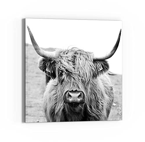DEQORI Glasbild Echtglas | Motiv Zotteliges Hochlandrind | quadratisch einteilig 30x30 cm | schöne Dekoration | Wandbild für Wohnzimmer, Schlafzimmer, Flur & Küche | moderne Wanddeko