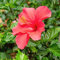 hibiskus pflanze winterhart - 100 pcs rot hibiskus winterhart samen (Hibiscus mutabilis) blumensamen, kletterpflanzen winterhart balkonpflanzen, winterharte pflanzen für garten