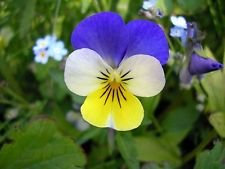 Viola tricolore Monte Elena | Johnny salta su | mal di cuore | 200_Semi