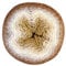 Scheepjes Whirl 1x1000m - 756 Caramel Core Blimey, Braunes und Beiges Wollgarn