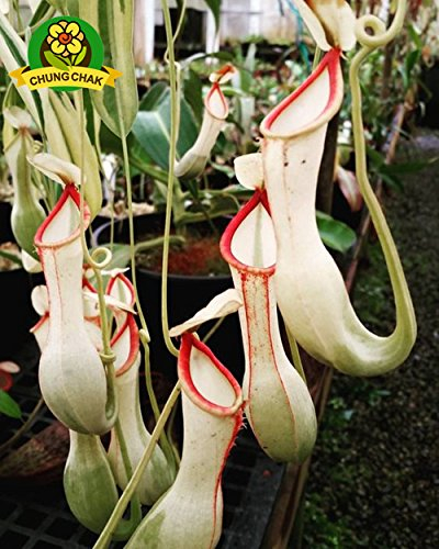Essen Mosquito Fleischfressende Pflanzen Nepenthes Samen 200pcs / bag Tropische Kannenpflanze Fang Insekt Garten Bonsai Topf Easy Grow 10