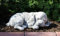 Beton Figur Hund Cocker Spaniel Welpe L 33 cm Hundefigur liegend und schlafend Gartenfigur