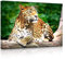 lightbox multicolor | LED Wandbild | Leopard in der Natur | 100x70 cm | Fully Lighted