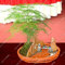 30 Teile/beutel Grün Spargel Farn Pflanzensamen Indoor Mehrjährige Kleine Bambus Garten Hause Bonsai