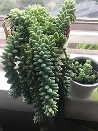 Portal Cool Las semillas del paquete: 2x4 + 4 Apprx Sedum Burrito morganianum Burro de burra Suculento Arraigados !!