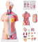 VEVOR 45cm Unisex Torso Anatomie Modell PVC Menschlicher Körper Modell Anatomie Modell Torso mit 23 Teile für Medizinstudenten Ärzte und Lehrer Hautfarbe