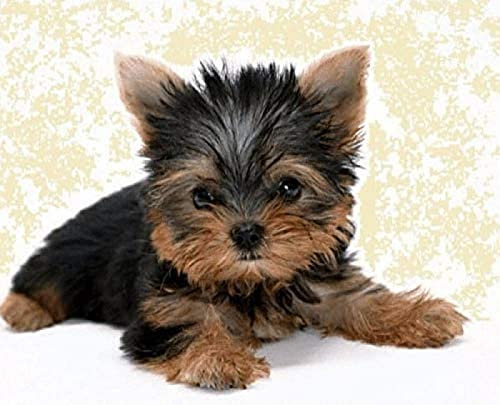 EPTIC DIY 5D Diamond Painting Set, Yorkshire Terrier Puppy Painting By Numbers Diamond, Diamond Painting Arts Craft For Home Wall Decor 30x40CM