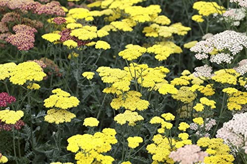 Achillea clypeolata 'Moonshine' ca. 9x9 cm Topf, Schafgarbe, leuchtend gelbe Blüten, Blütezeit Juni-September, ideal für sonnige Beete, trockenheitsresistent, pflegeleicht