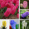 Rotyroya 100 Stück/Beutel Hyazinthensamen, natürliche, gentechnikfreie, dekorative, lebensfähige Blumensamen für den Garten Hyazinthe-Samen