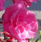 Seeds Oleander Beguiling Scent Bright Pink With Double Flowers 3 Freshly Wood Cuttings: Only Seeds