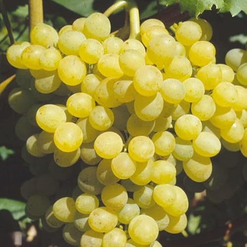 Tafeltraube 'Palatina®' weiß – Traubenrebe für den Garten - 1 Traubenpflanze von Pflanzen-Kölle im 3 Liter Topf - Vitis vinifera Palatina